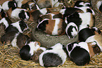 guinea pigs