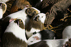 guinea pigs