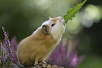 guinea pig