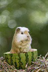 guinea pig