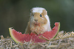 guinea pig
