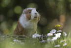 guinea pig