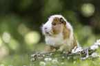 guinea pig
