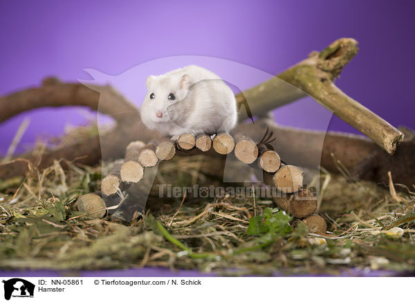 Hamster / Hamster / NN-05861