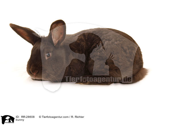 Havannakaninchen / bunny / RR-28608