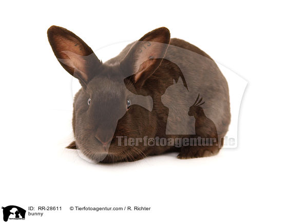 Havannakaninchen / bunny / RR-28611