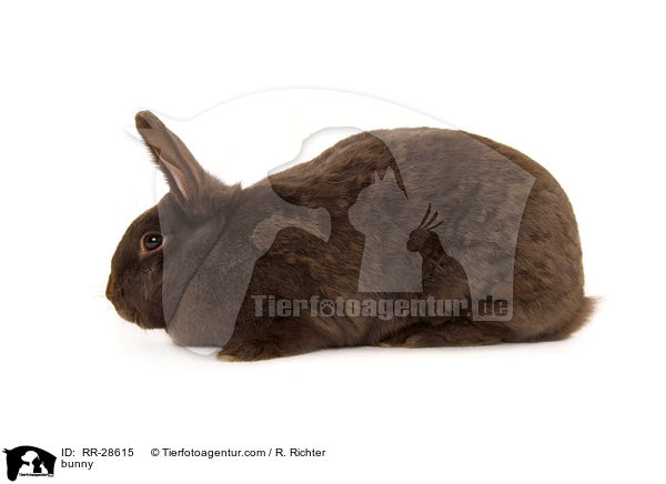 Havannakaninchen / bunny / RR-28615