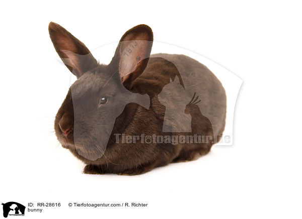 Havannakaninchen / bunny / RR-28616
