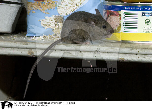 Muse fressen Vorrat in Kche / mice eats oat flakes in kitchen / THA-01129