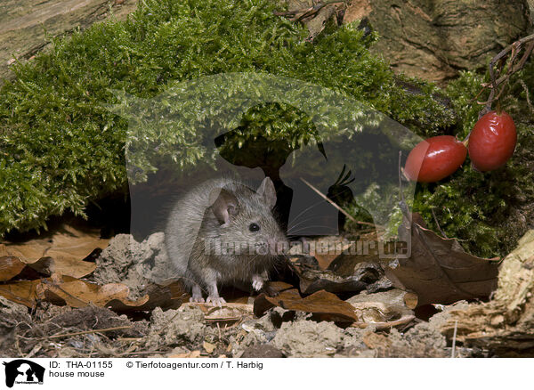 braune Hausmaus / house mouse / THA-01155