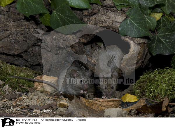 braune Hausmuse / brown house mice / THA-01163