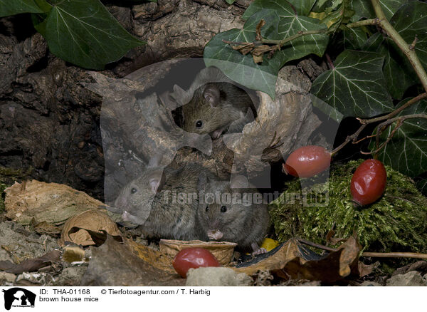 braune Hausmuse / brown house mice / THA-01168