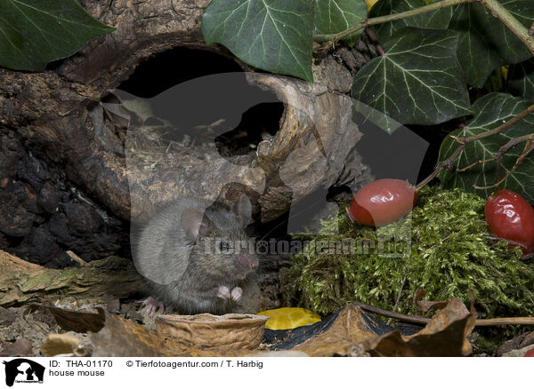 braune Hausmaus / house mouse / THA-01170