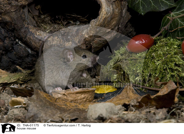 braune Hausmaus / house mouse / THA-01175