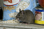mice eats oat flakes in kitchen