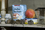 mice eats oat flakes in kitchen