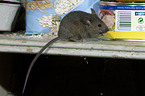 mice eats oat flakes in kitchen