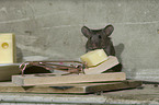 house mouse