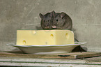 brown house mice