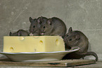 brown house mice