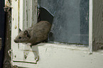 mouse at broken window