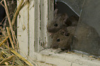 mouse at broken window