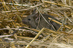 house mouse