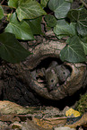 brown house mice