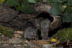 brown house mice
