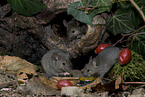 brown house mice
