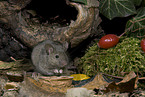 house mouse