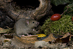 house mouse