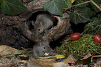 brown house mice