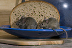 mouse eats bread