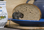 mouse eats bread