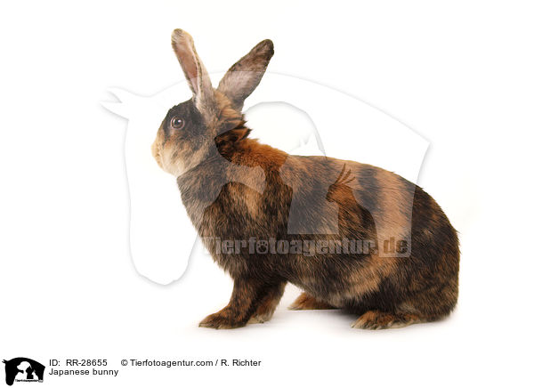Japanese bunny / RR-28655