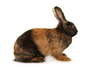 Japanese bunny