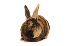 Japanese bunny