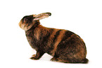 Japanese bunny