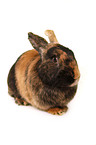 Japanese bunny
