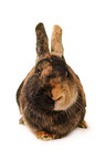 Japanese bunny