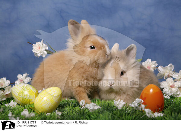 Lwenmhnenzwerge / pygmy bunnys / RR-11777