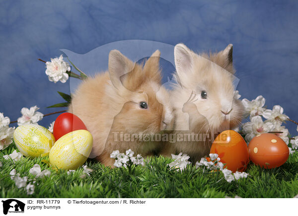 Lwenmhnenzwerge / pygmy bunnys / RR-11779