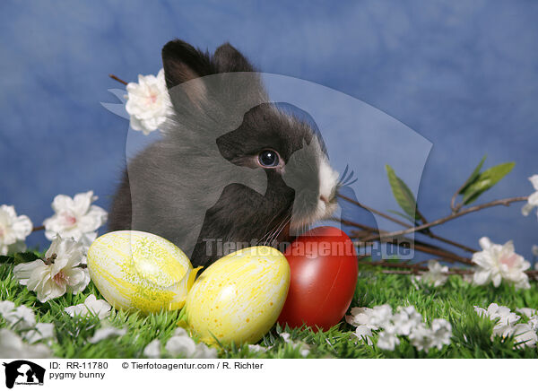 Lwenmhnenzwerg / pygmy bunny / RR-11780