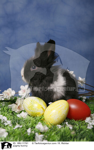Lwenmhnenzwerg / pygmy bunny / RR-11781