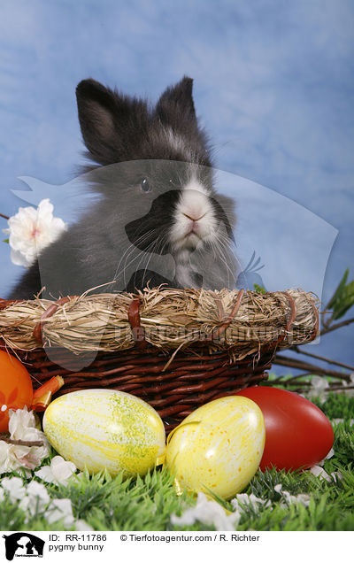 Lwenmhnenzwerg / pygmy bunny / RR-11786