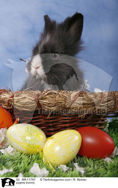 pygmy bunny / RR-11787