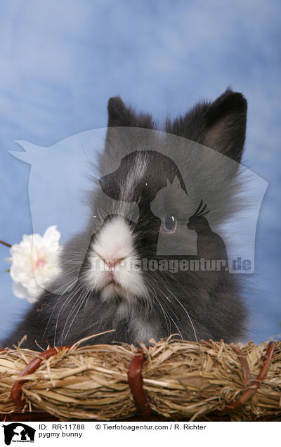 pygmy bunny / RR-11788