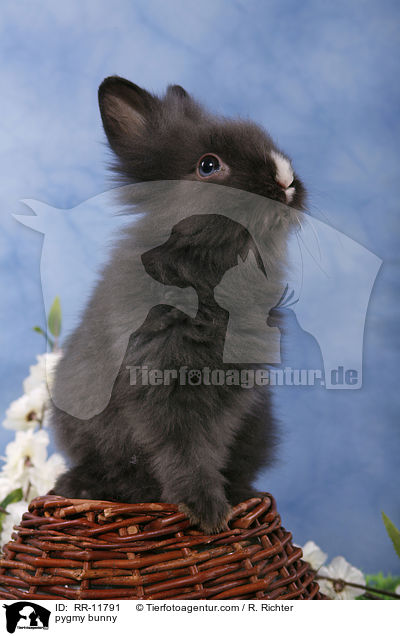 pygmy bunny / RR-11791