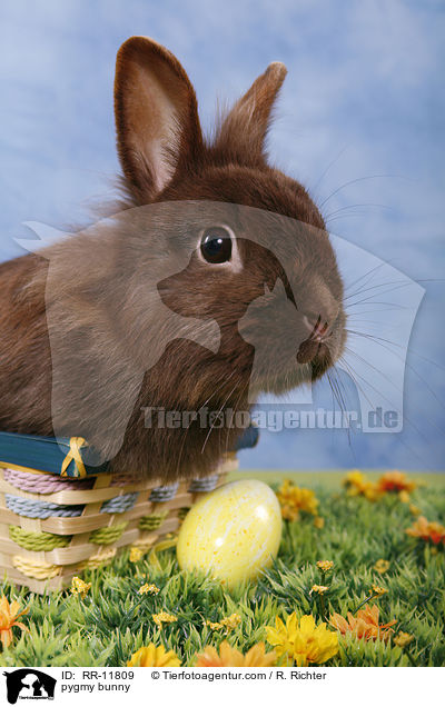 Lwenmhnenzwerg / pygmy bunny / RR-11809